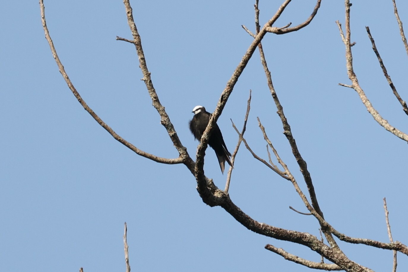 White-headed Saw-wing (Psalidoprocne albiceps), photo 6