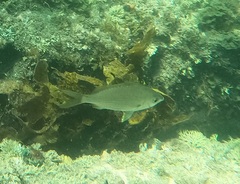 Gerres subfasciatus