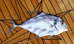 Alectis ciliaris