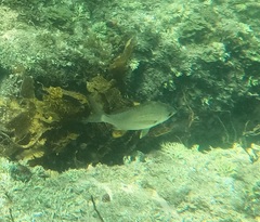 Gerres subfasciatus