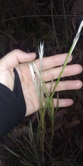 Andropogon leucostachyus