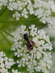 Symmorphus bifasciatus