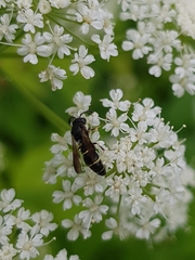Symmorphus bifasciatus