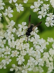 Symmorphus bifasciatus