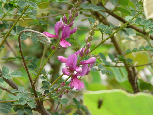 Indigofera heterantha, photograph 2