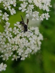 Symmorphus bifasciatus