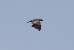 Pteropus rufus