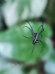 Leucauge argentina