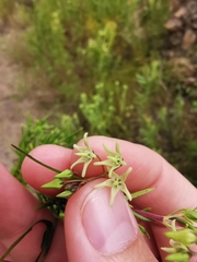 Asclepiadeae
