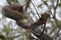 Naja mossambica