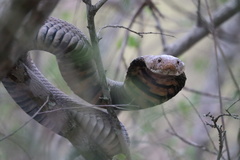 Naja mossambica