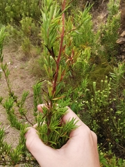 Asclepiadeae