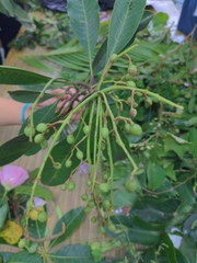 Buchanania arborescens