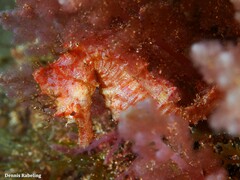 Hippocampus hippocampus