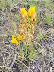 Ornithogalum dubium