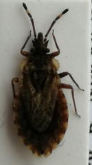 Aradus obtectus