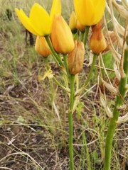 Ornithogalum dubium