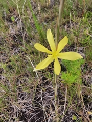 Moraea lewisiae