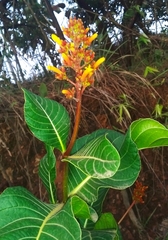 Palicourea rigida