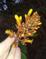 Palicourea rigida