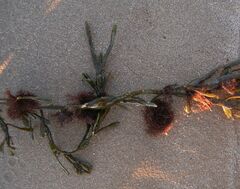 Vertebrata lanosa