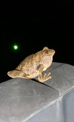 Litoria rothii