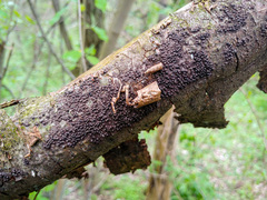 Rosellinia corticium