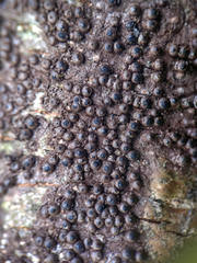 Rosellinia corticium