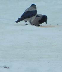 Corvus cornix