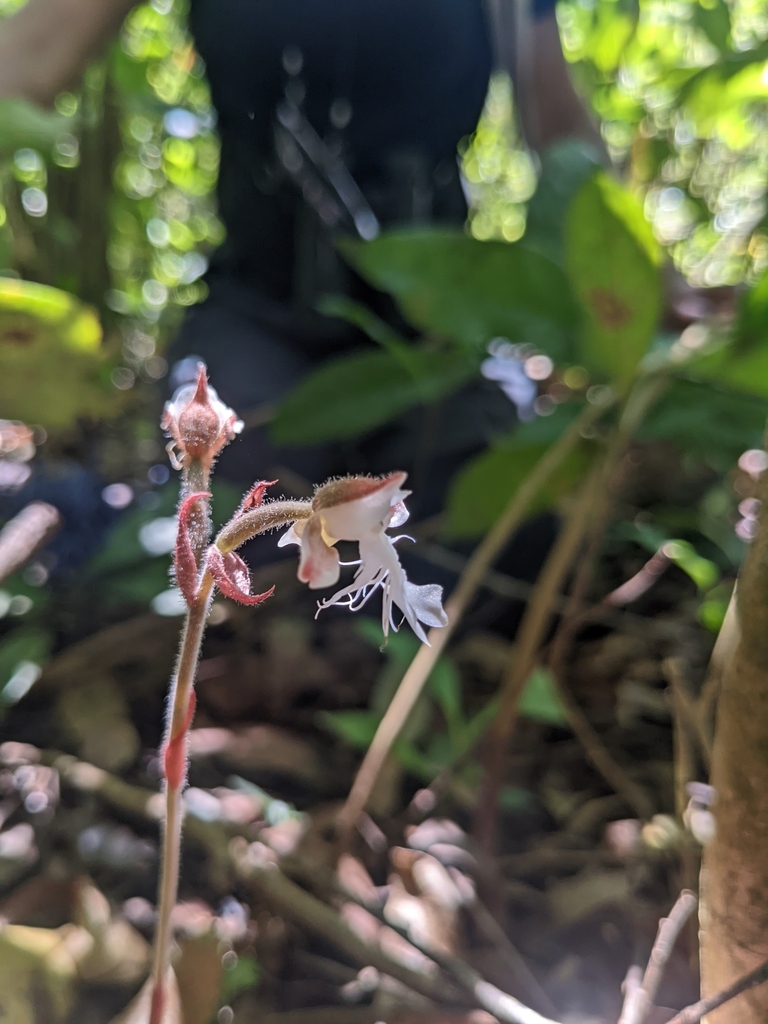 Anoectochilus elatus