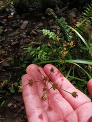 Juncus lomatophyllus