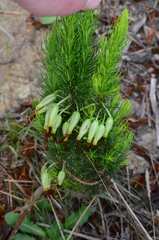 Erica plukenetii