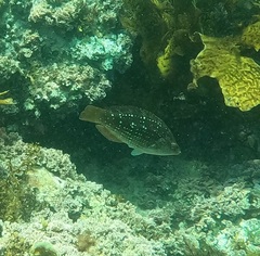 Notolabrus gymnogenis