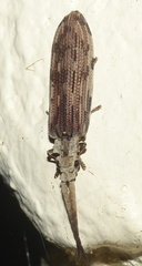 Tenomerga leucophaea