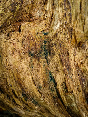 Claussenomyces olivaceus