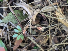 Anoectochilus elatus