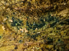 Claussenomyces olivaceus