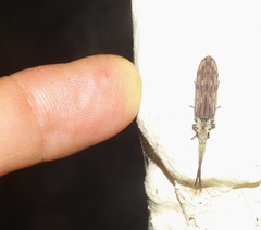 Tenomerga leucophaea