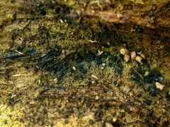 Claussenomyces olivaceus