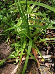 Juncus lomatophyllus