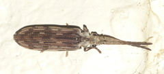 Tenomerga leucophaea