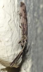 Tenomerga leucophaea