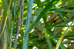 Cranioleuca vulpecula