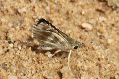 Spialia galba