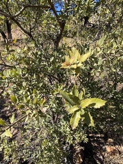 Quercus emoryi