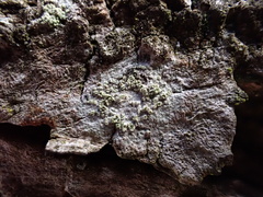 Buellia griseovirens