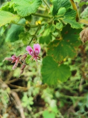 Pelargonium papilionaceum