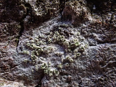 Buellia griseovirens