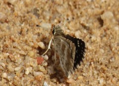 Spialia galba