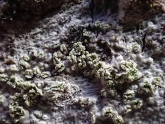 Buellia griseovirens
